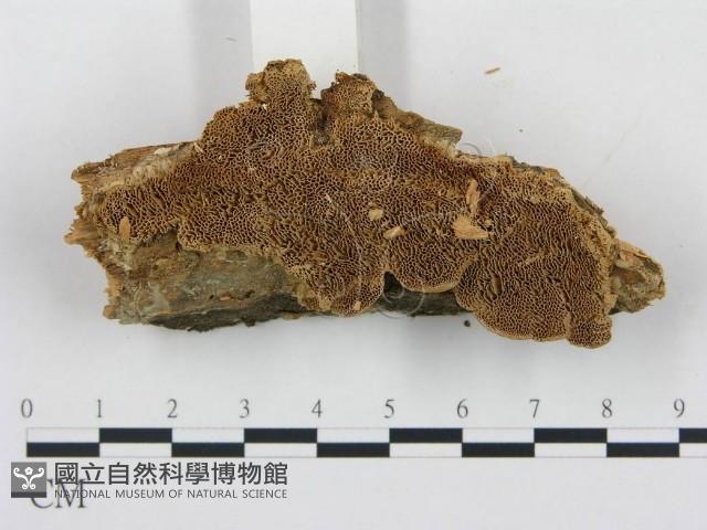 登錄號:F0006052藏品圖，第3張