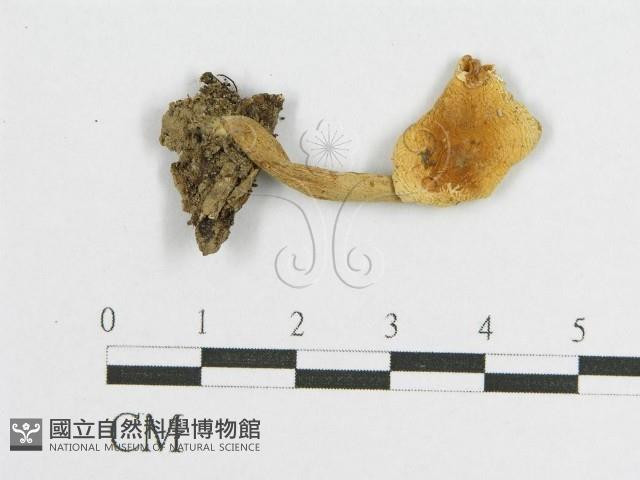 登錄號:F0011052藏品圖，第3張