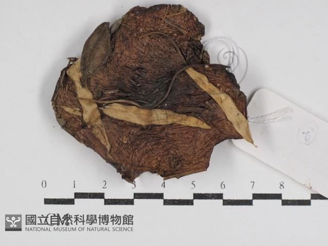 登錄號:F0031052藏品圖，第3張