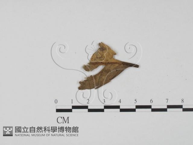 登錄號:F0004052藏品圖，第3張