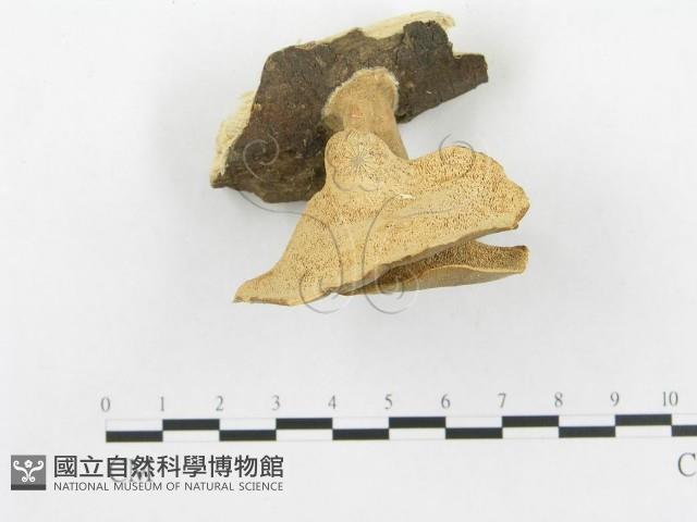 多孔菌屬藏品圖，第3張