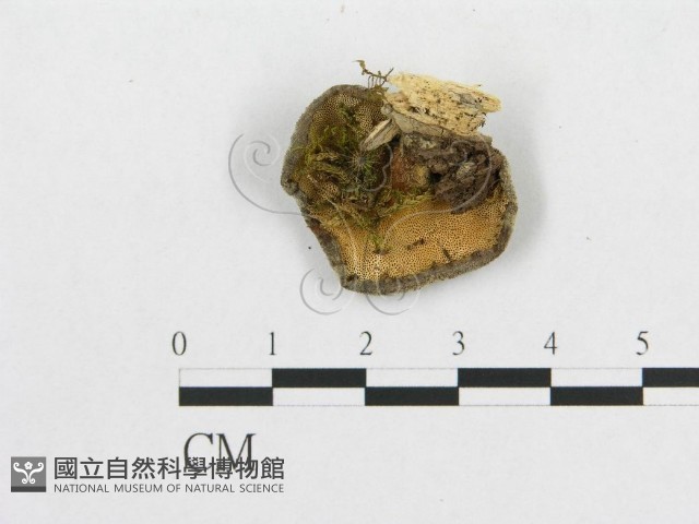 登錄號:F0007052藏品圖，第3張