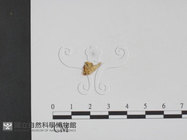 登錄號:F0009052藏品圖，第3張