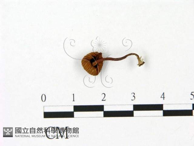 登錄號:F0023052藏品圖，第3張