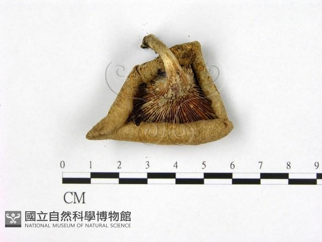 登錄號:F0003052藏品圖，第3張