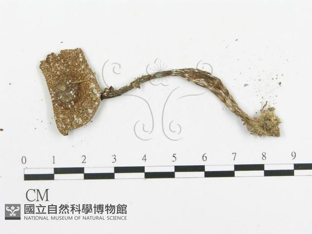 傘菌屬藏品圖，第3張