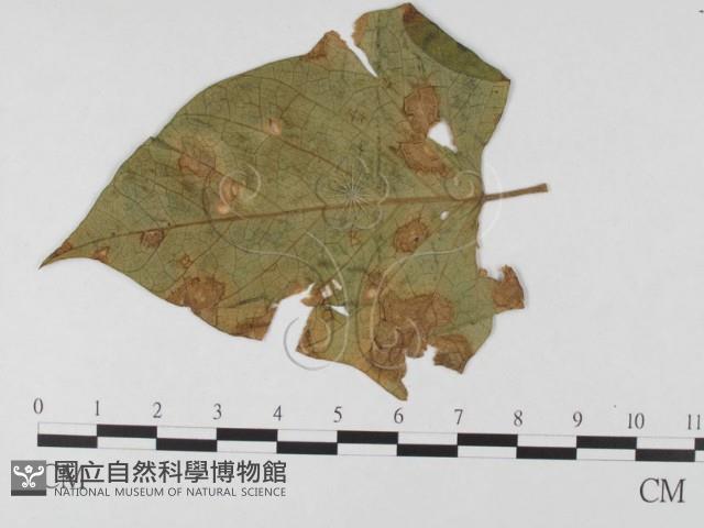 登錄號:F0026352藏品圖，第1張