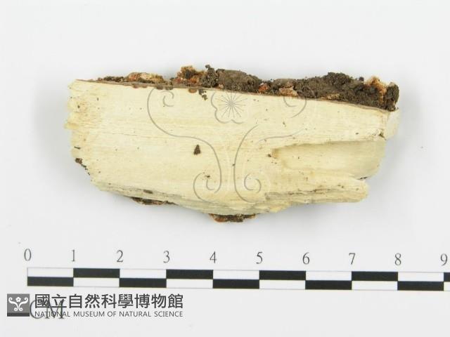 登錄號:F0006352藏品圖，第3張