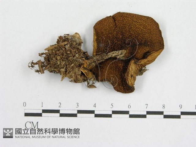 登錄號:F0016352藏品圖，第3張