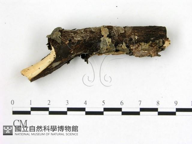 刺皮菌屬藏品圖，第3張