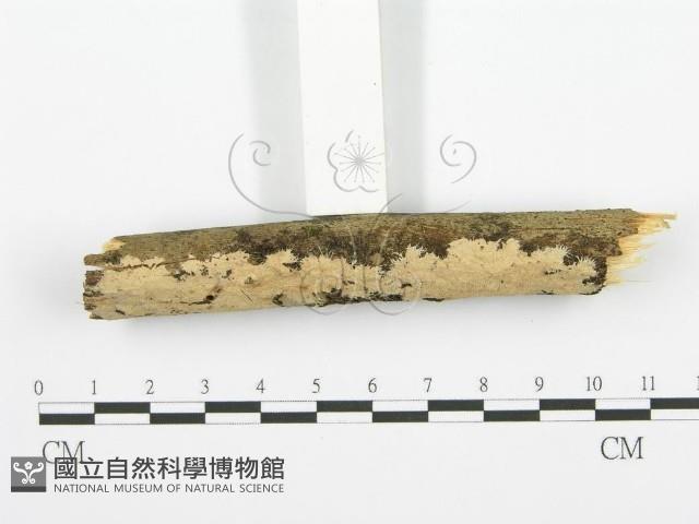 登錄號:F0001352藏品圖，第3張