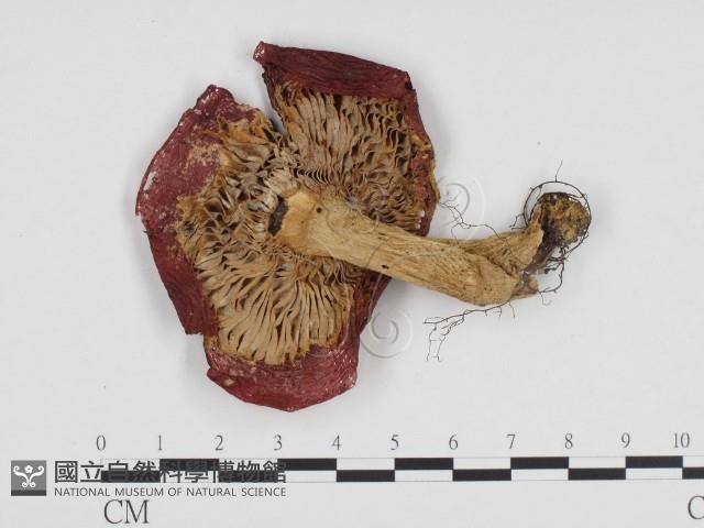 登錄號:F0024352藏品圖，第3張