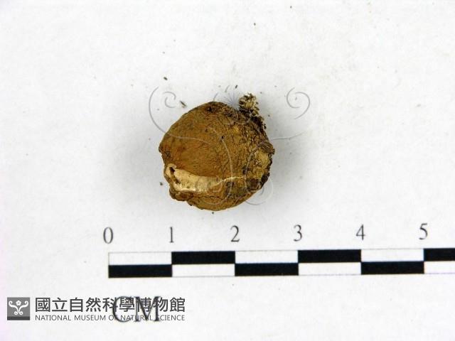 地星屬藏品圖，第3張