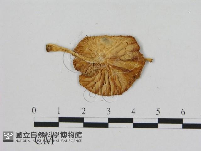 登錄號:F0012352藏品圖，第3張