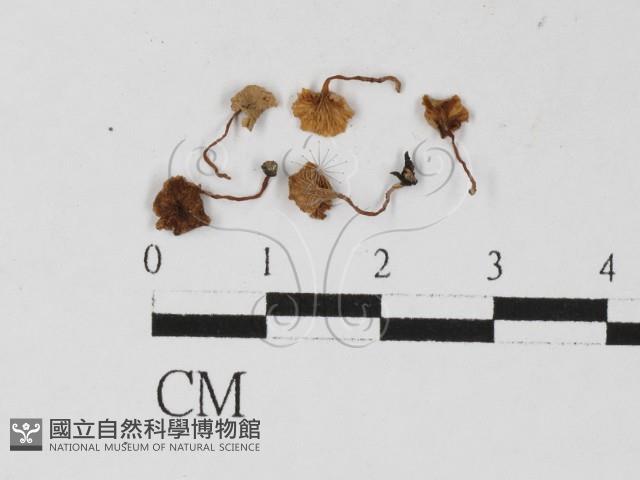 登錄號:F0027352藏品圖，第3張