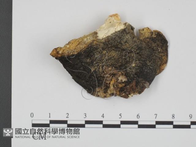 登錄號:F0007352藏品圖，第3張