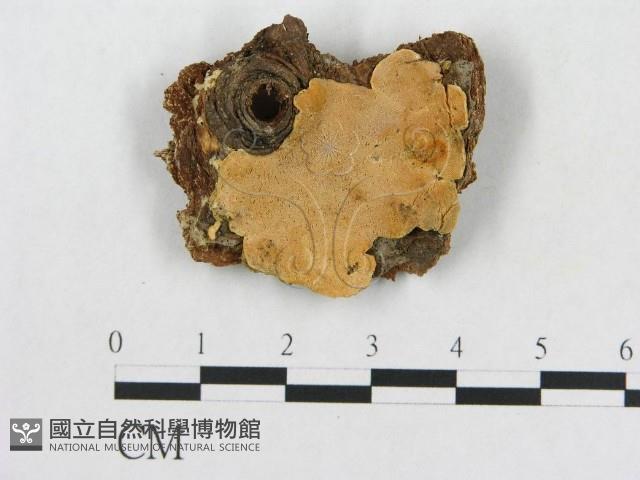 登錄號:F0017352藏品圖，第1張