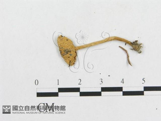 登錄號:F0003352藏品圖，第3張