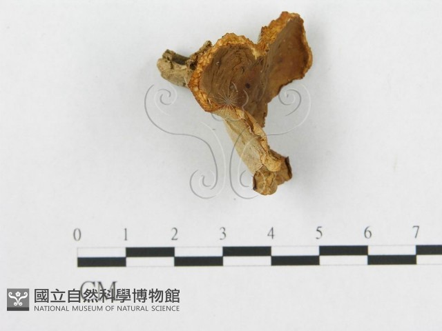 登錄號:F0008242藏品圖，第3張