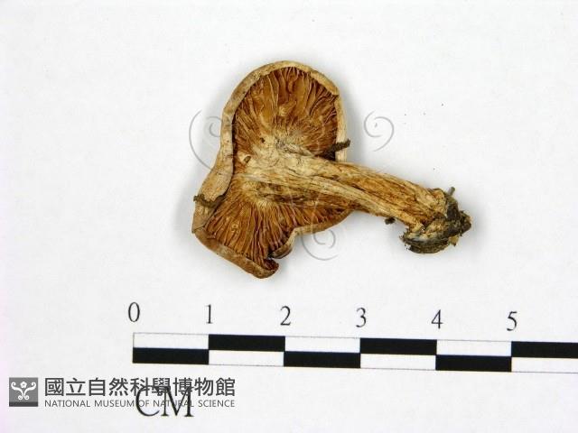 登錄號:F0020242藏品圖，第3張