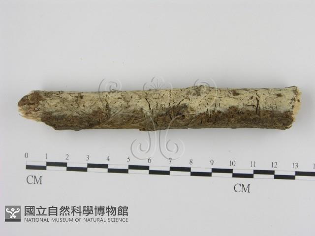 剛毛絲皮菌藏品圖，第3張