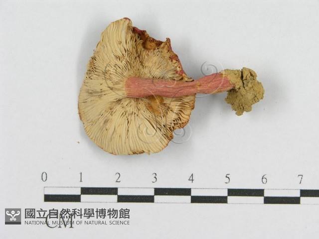 登錄號:F0011242藏品圖，第3張