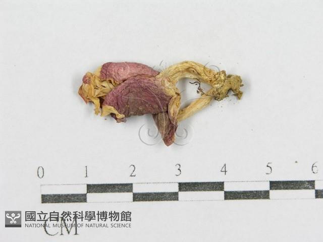 紅菇屬藏品圖，第3張