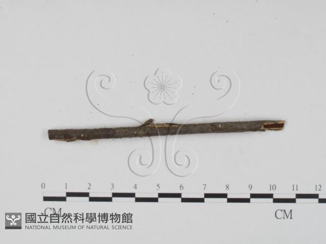 登錄號:F0012242藏品圖，第3張