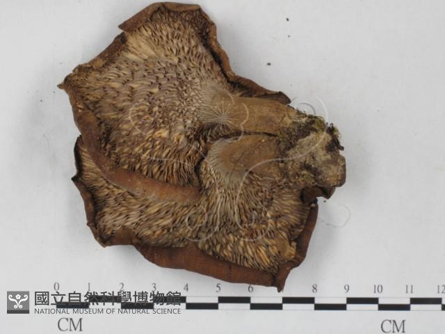 登錄號:F0027242藏品圖，第3張