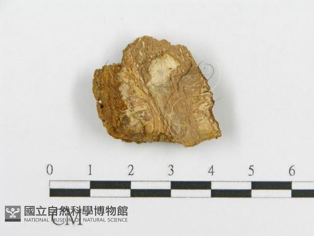 登錄號:F0017242藏品圖，第1張