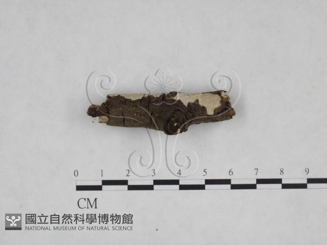 刺皮菌屬藏品圖，第3張