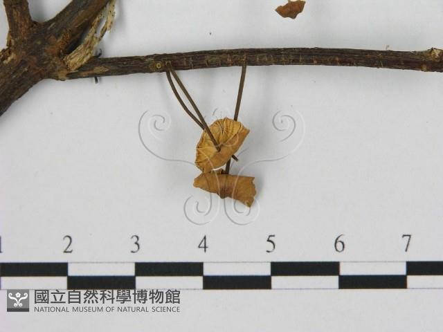 小皮傘屬藏品圖，第3張