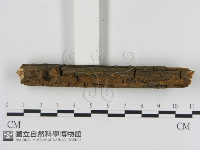 刺革菌屬藏品圖，第3張