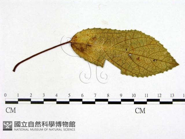 登錄號:F0019242藏品圖，第3張