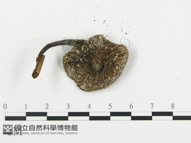傘菌屬藏品圖，第3張