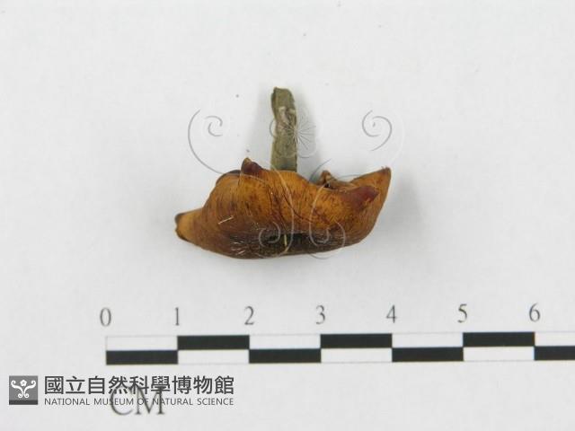 登錄號:F0013242藏品圖，第3張