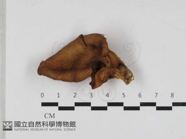 登錄號:F0033242藏品圖，第1張