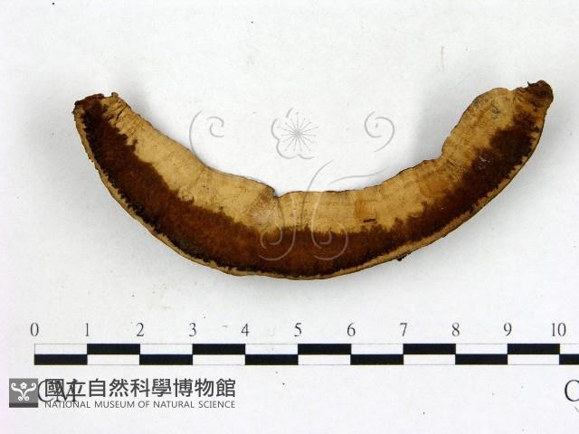 登錄號:F0018842藏品圖，第3張