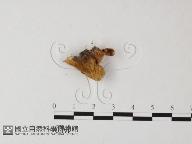 登錄號:F0010842藏品圖，第3張