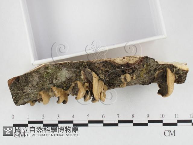 登錄號:F0026842藏品圖，第3張