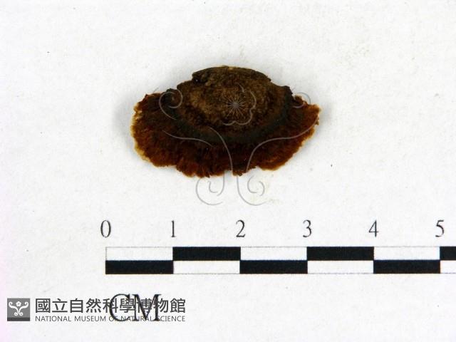 登錄號:F0006842藏品圖，第3張