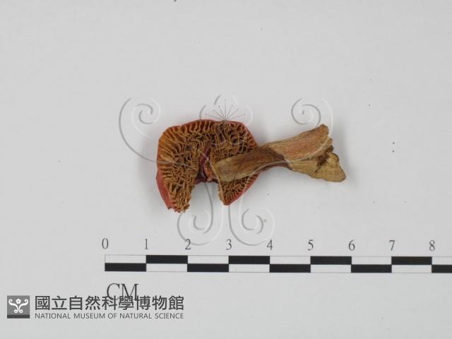 紅菇屬藏品圖，第3張