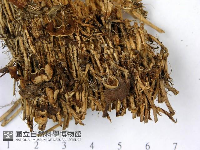 登錄號:F0022842藏品圖，第3張