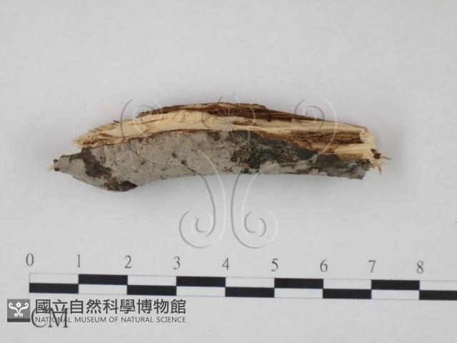 筍殼菌屬藏品圖，第3張