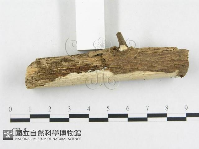 登錄號:F0007842藏品圖，第3張