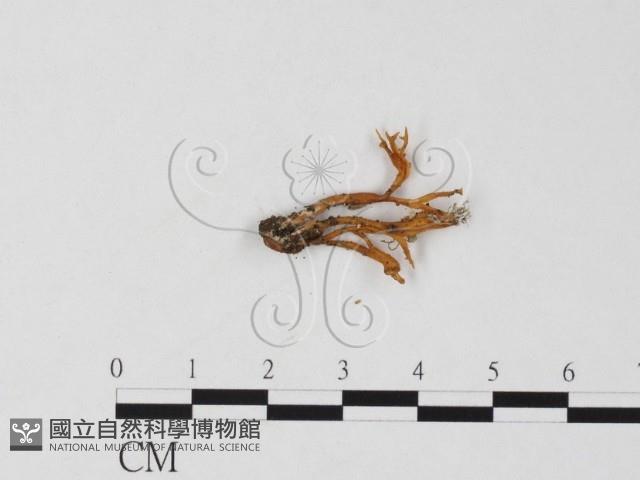 登錄號:F0025842藏品圖，第3張