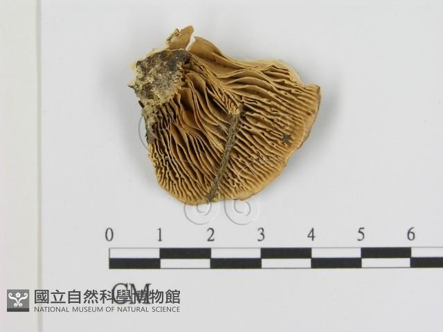 登錄號:F0005842藏品圖，第3張