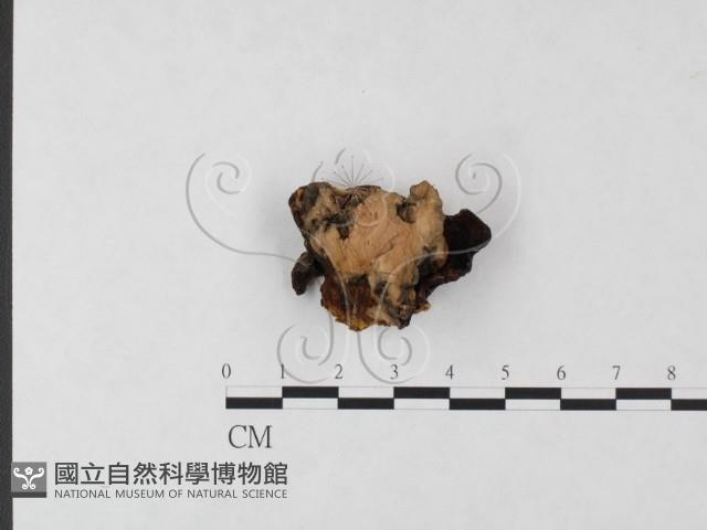 登錄號:F0019842藏品圖，第3張