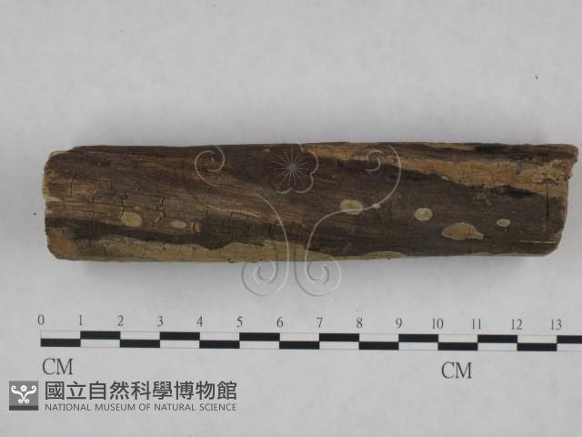 登錄號:F0023842藏品圖，第3張