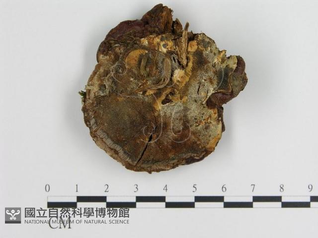 登錄號:F0003842藏品圖，第3張